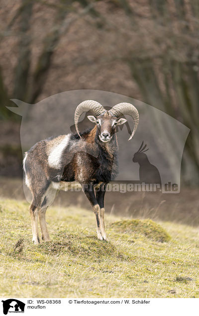 mouflon / WS-08368