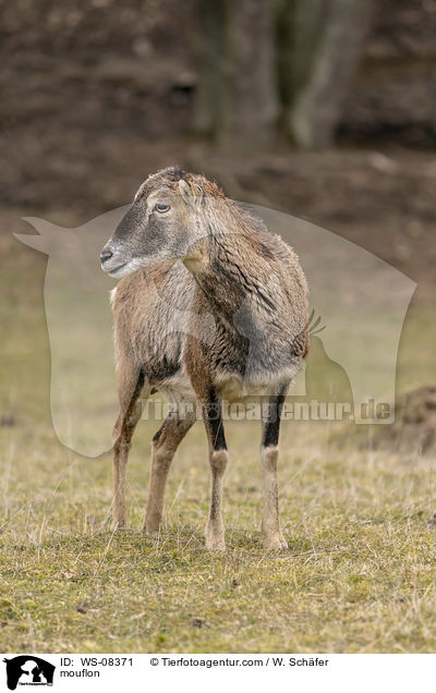 mouflon / WS-08371