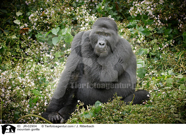 mountain gorilla / JR-02904