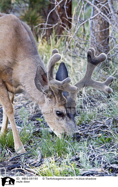 mule deer / MBS-08190