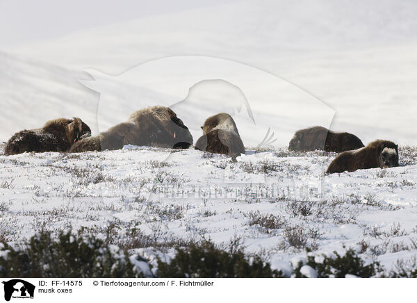 musk oxes / FF-14575