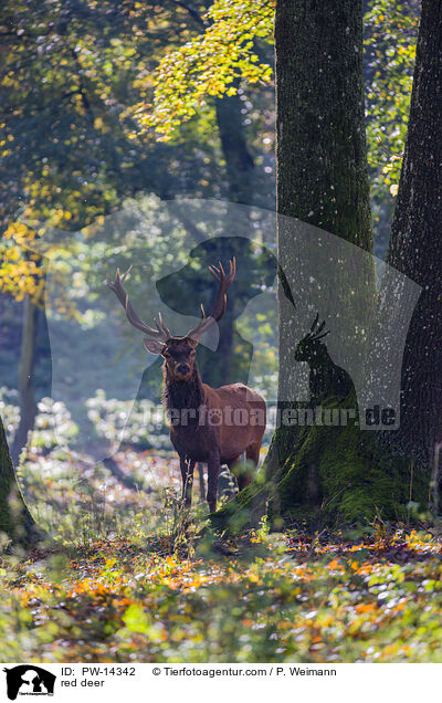 red deer / PW-14342