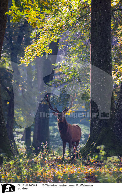 red deer / PW-14347
