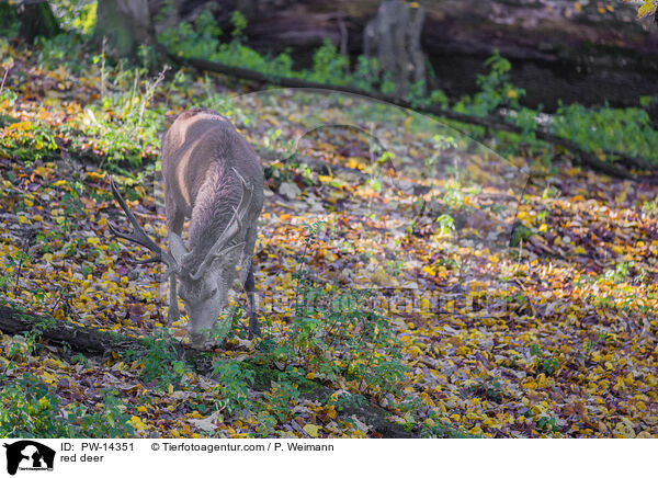red deer / PW-14351