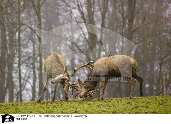 red deer / PW-14754