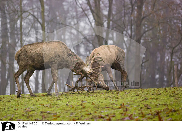 red deer / PW-14755