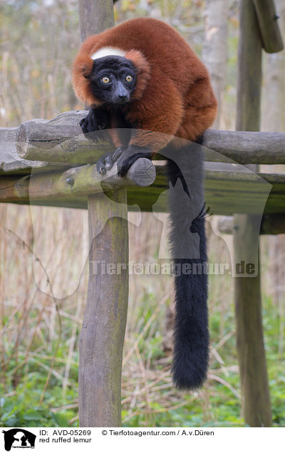 red ruffed lemur / AVD-05269