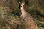 sitting Red-necked Wallaby