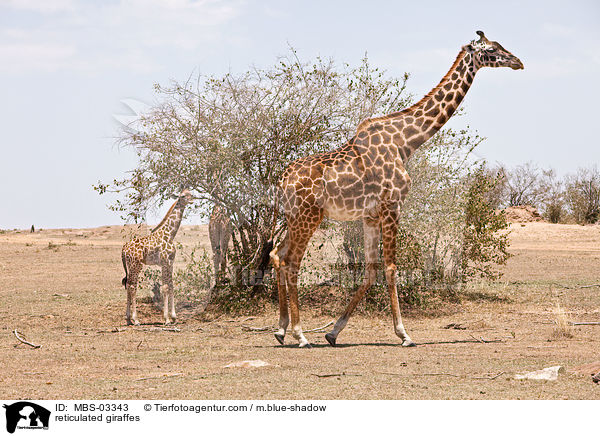 Netzgiraffen / reticulated giraffes / MBS-03343