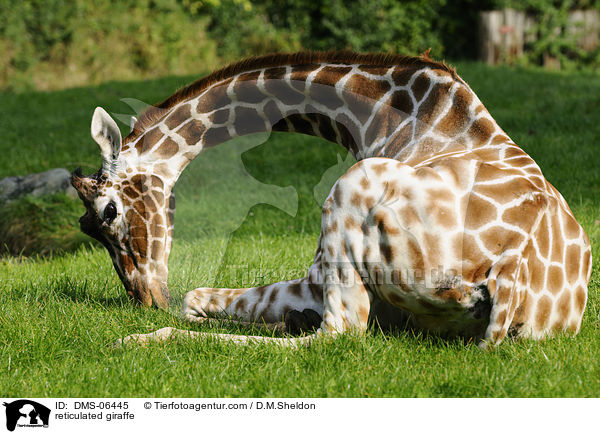 Netzgiraffe / reticulated giraffe / DMS-06445