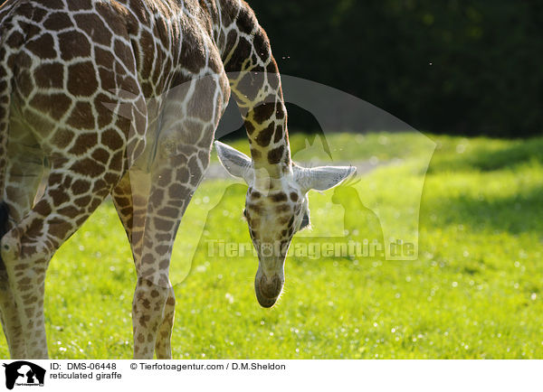 reticulated giraffe / DMS-06448