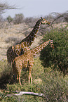 reticulated giraffes