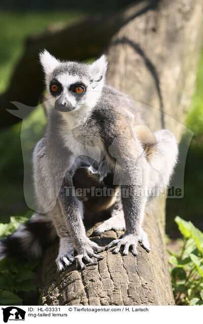 ring-tailed lemurs / HL-03331