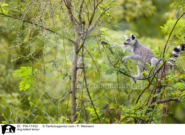 ring-tailed lemur / PW-17452