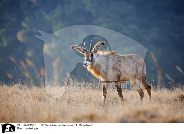 Roan antelope / JR-03510