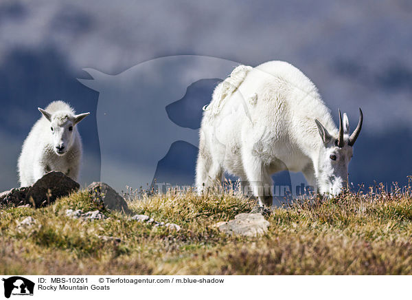Rocky Mountain Goats / MBS-10261