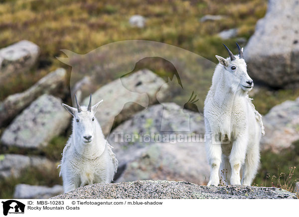 Rocky Mountain Goats / MBS-10283