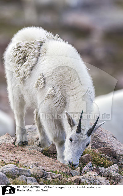 Rocky Mountain Goat / MBS-10286