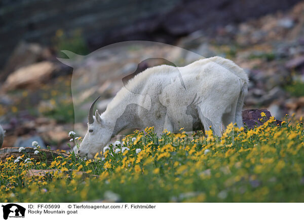 Rocky Mountain goat / FF-05699