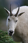 Rocky Mountain goat
