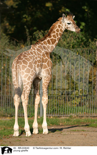 young giraffe / RR-00840