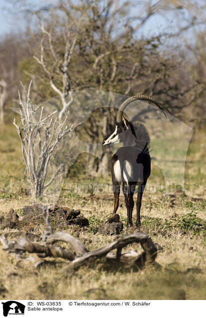 Sable antelope / WS-03635