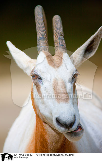 scimitar oryx / MAZ-05613
