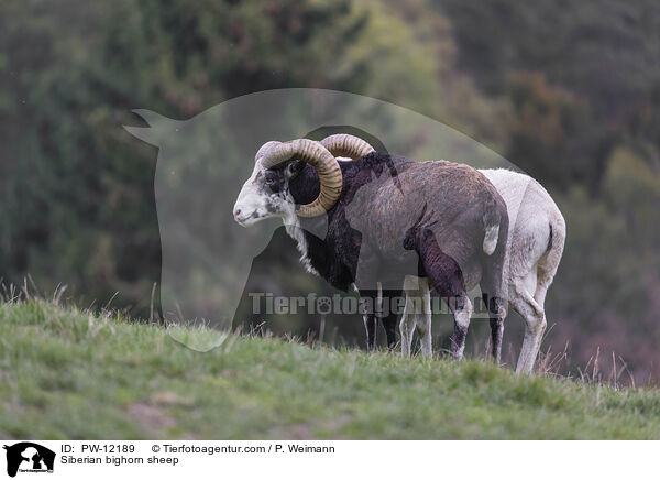 Siberian bighorn sheep / PW-12189