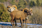 Siberian bighorn sheeps