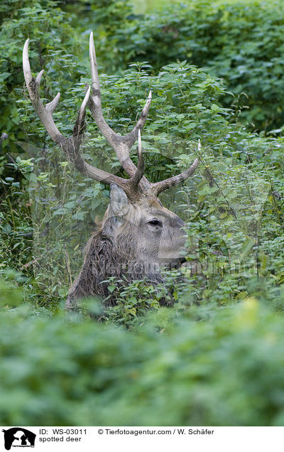spotted deer / WS-03011