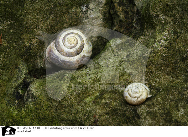 Schneckenhaus / snail shell / AVD-01710