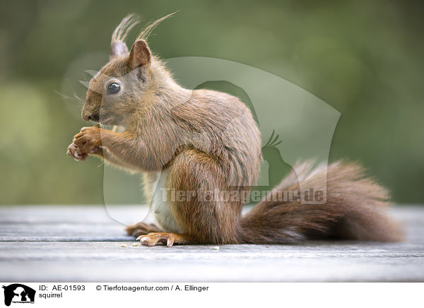 squirrel / AE-01593