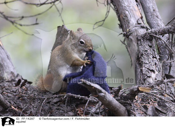 squirrel / FF-14287