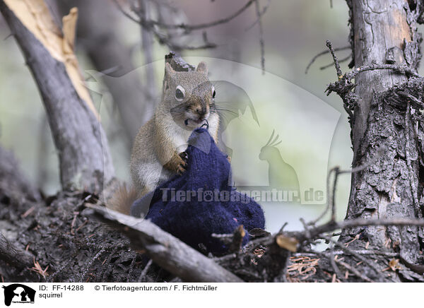 squirrel / FF-14288
