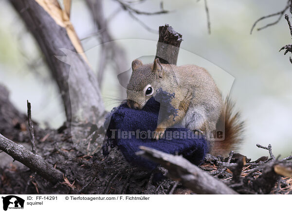 squirrel / FF-14291