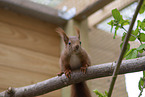 Squirrel in enclosure