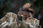 Squirrel sitting on tree stump