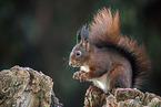 Squirrel sitting on tree stump