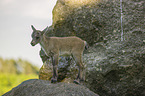 young ibex