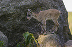young ibex