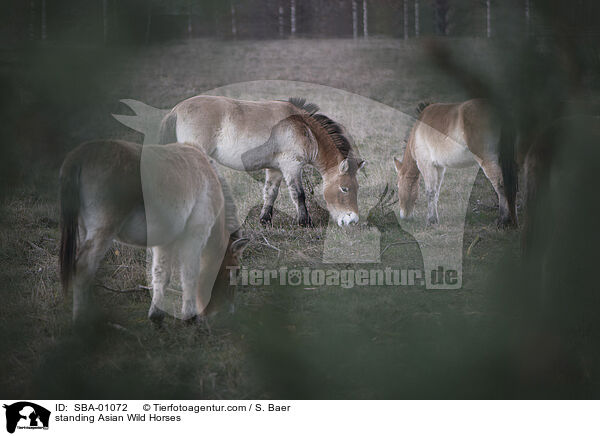 standing Asian Wild Horses / SBA-01072