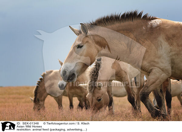 Asian Wild Horses / SEK-01348