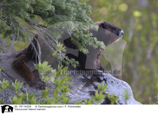 Vancouver Island marmot / FF-14255