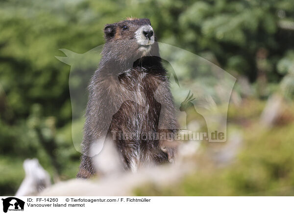 Vancouver Island marmot / FF-14260