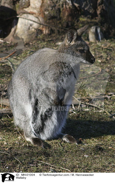Wallaby / MH-01004