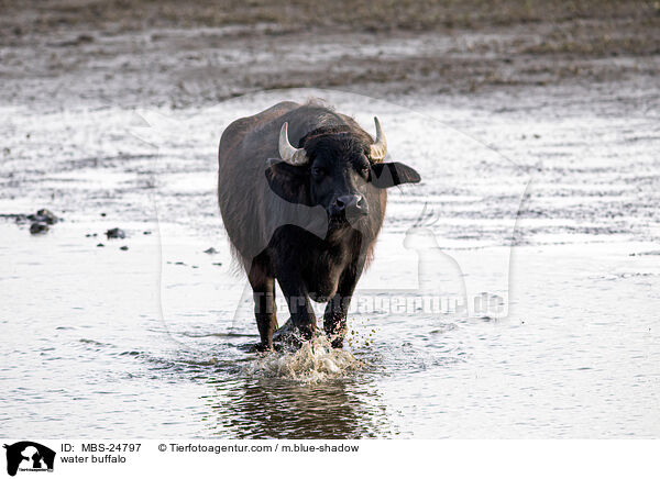 water buffalo / MBS-24797