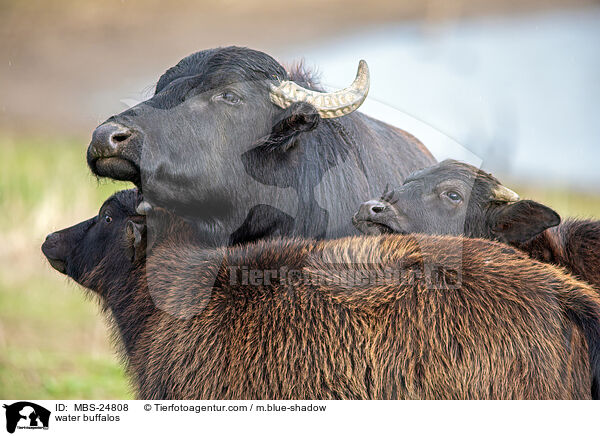 water buffalos / MBS-24808
