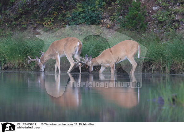 white-tailed deer / FF-05817