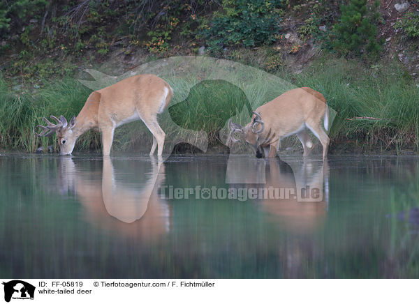 white-tailed deer / FF-05819