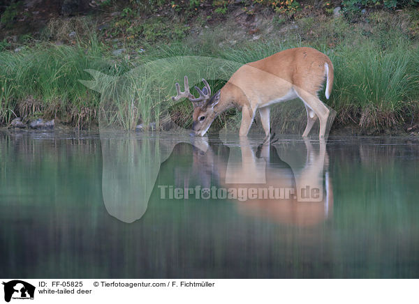 white-tailed deer / FF-05825
